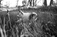 AbbeyGrey-14